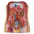Estructuras linfáticas de los órganos urinarios