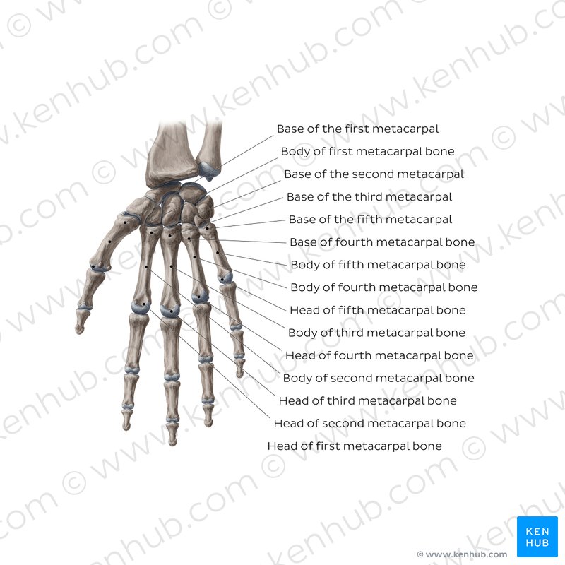 Proximal interphalangeal joints of the hand: Anatomy | Kenhub