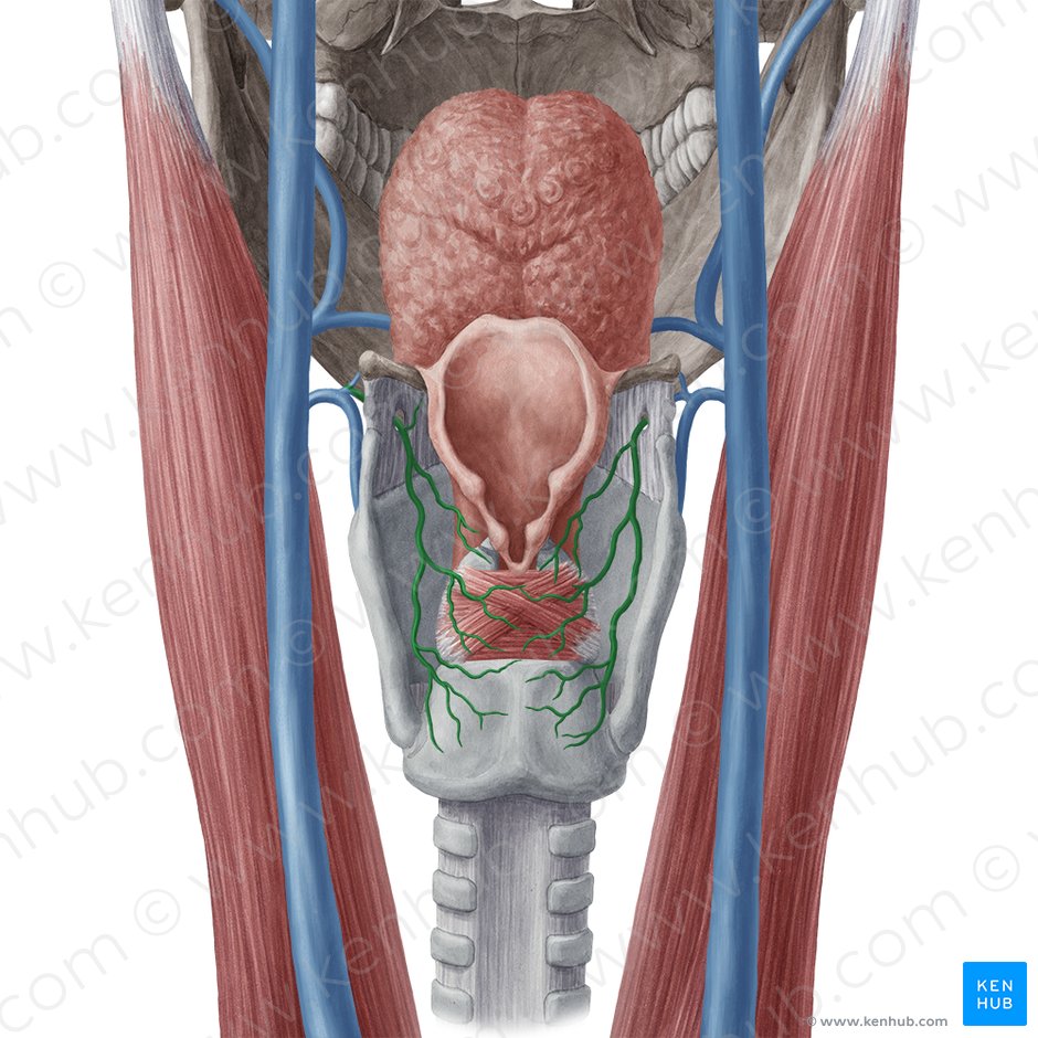 Veia laríngea superior (Vena laryngea superior); Imagem: Yousun Koh