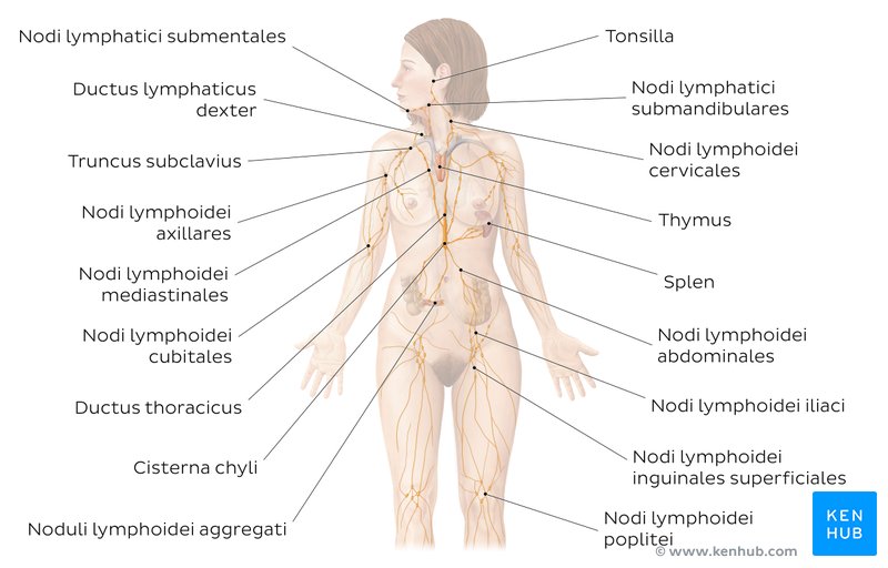 Organsysteme Des Menschen Aufbau Und Anatomie Kenhub