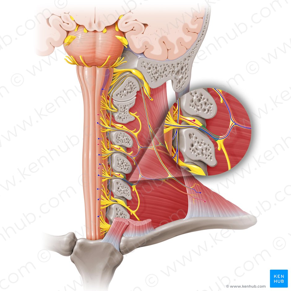 Nervio espinal C4 (Nervus spinalis C4); Imagen: Paul Kim
