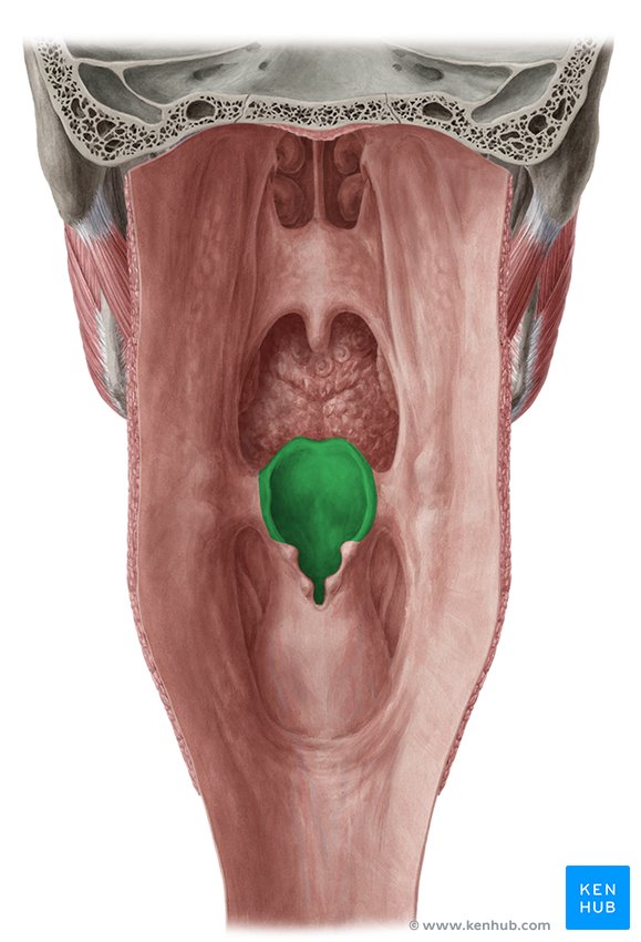 Epiglottis: Structure, function, epiglottitis | Kenhub