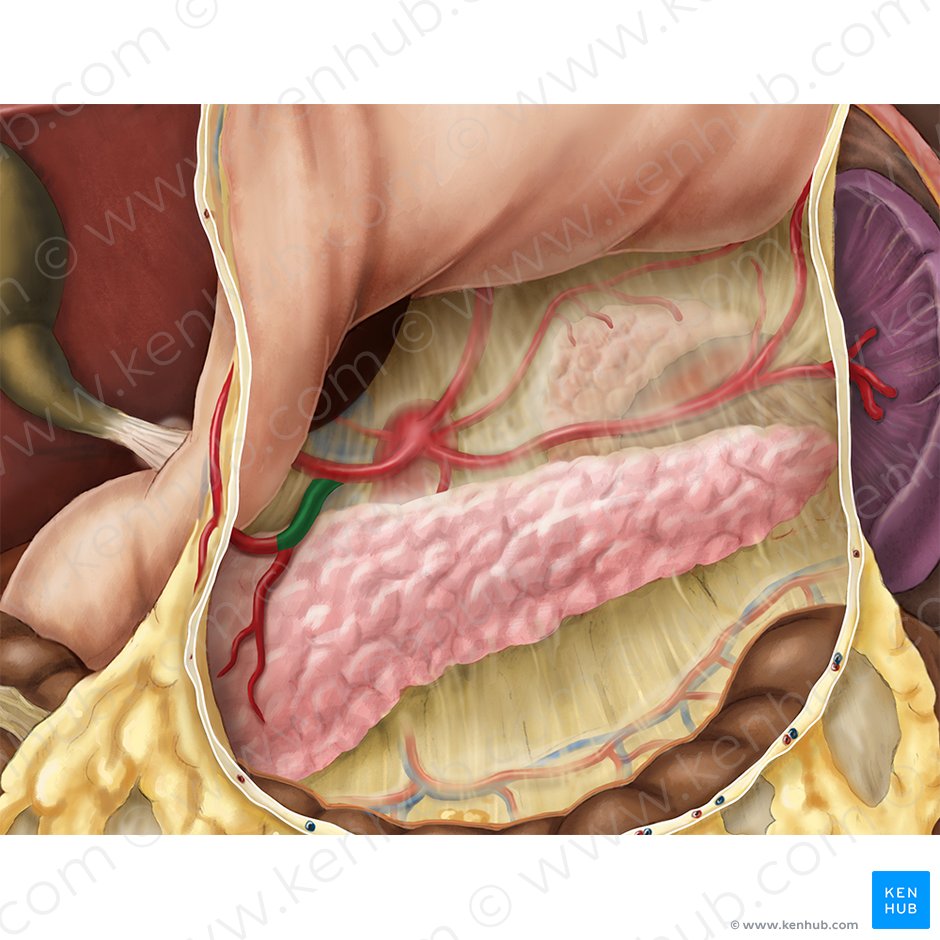Gastroduodenal artery (Arteria gastroduodenalis); Image: Esther Gollan