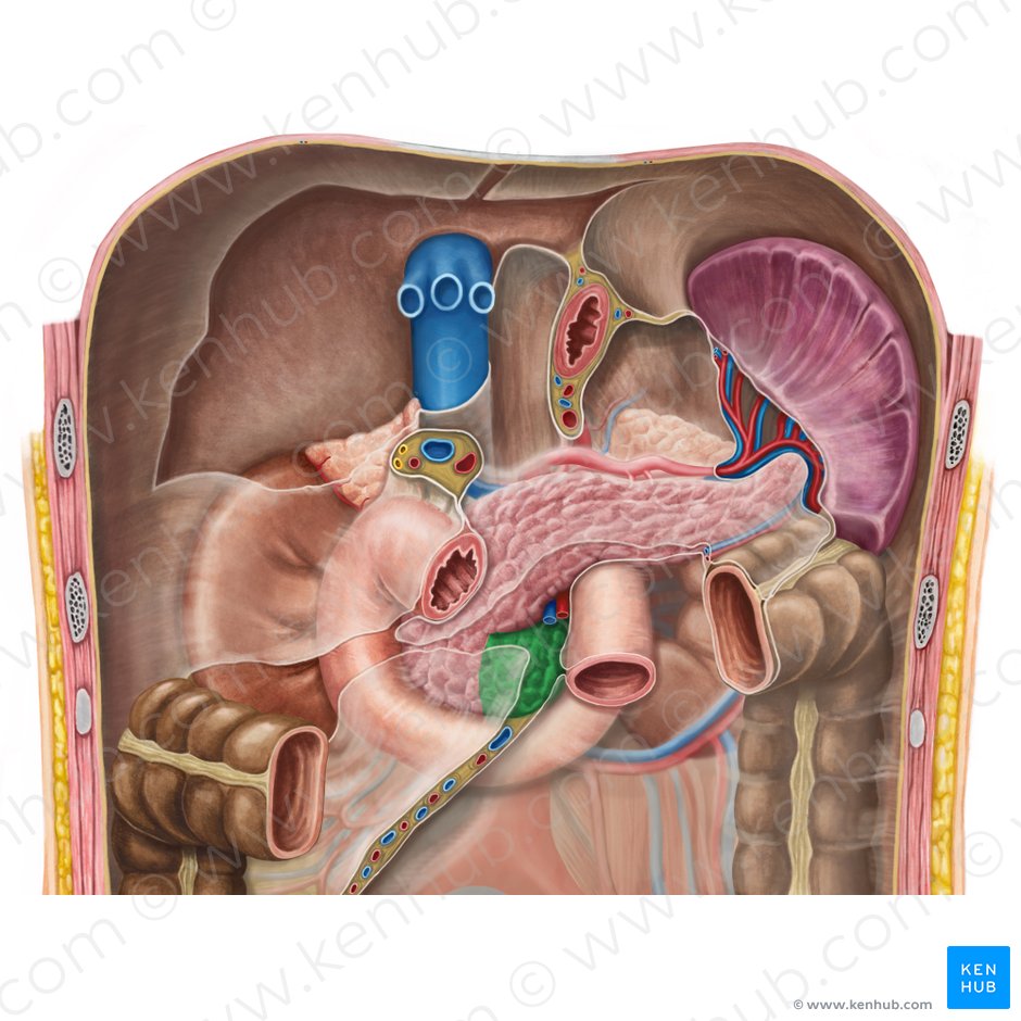 Processo uncinado do pâncreas (Processus uncinatus pancreatis); Imagem: Irina Münstermann