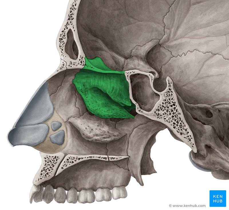 The Ethmoid Bone - Anatomy, Borders and Development | Kenhub