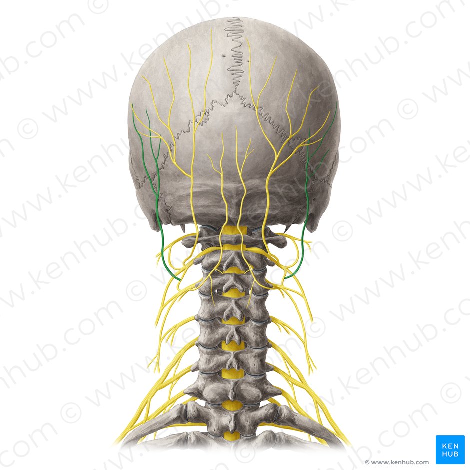 Nervo occipital menor (Nervus occipitalis minor); Imagem: Yousun Koh