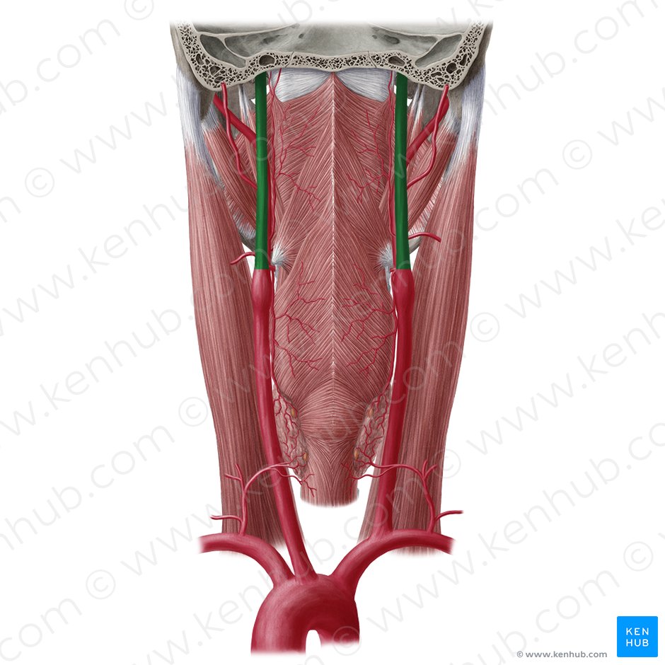 Artéria carótida interna (Arteria carotis interna); Imagem: Yousun Koh