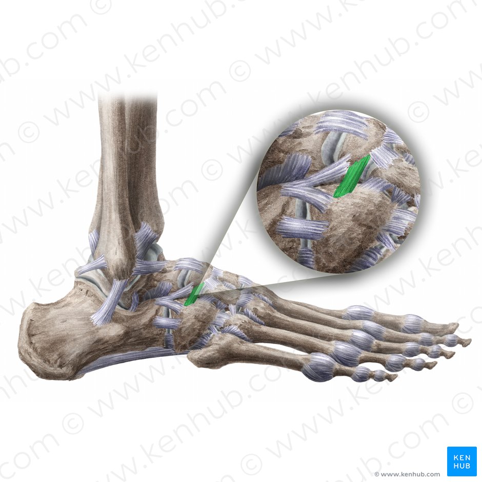 Dorsal cuboideonavicular ligament (Ligamentum cuboideonaviculare dorsale); Image: Liene Znotina