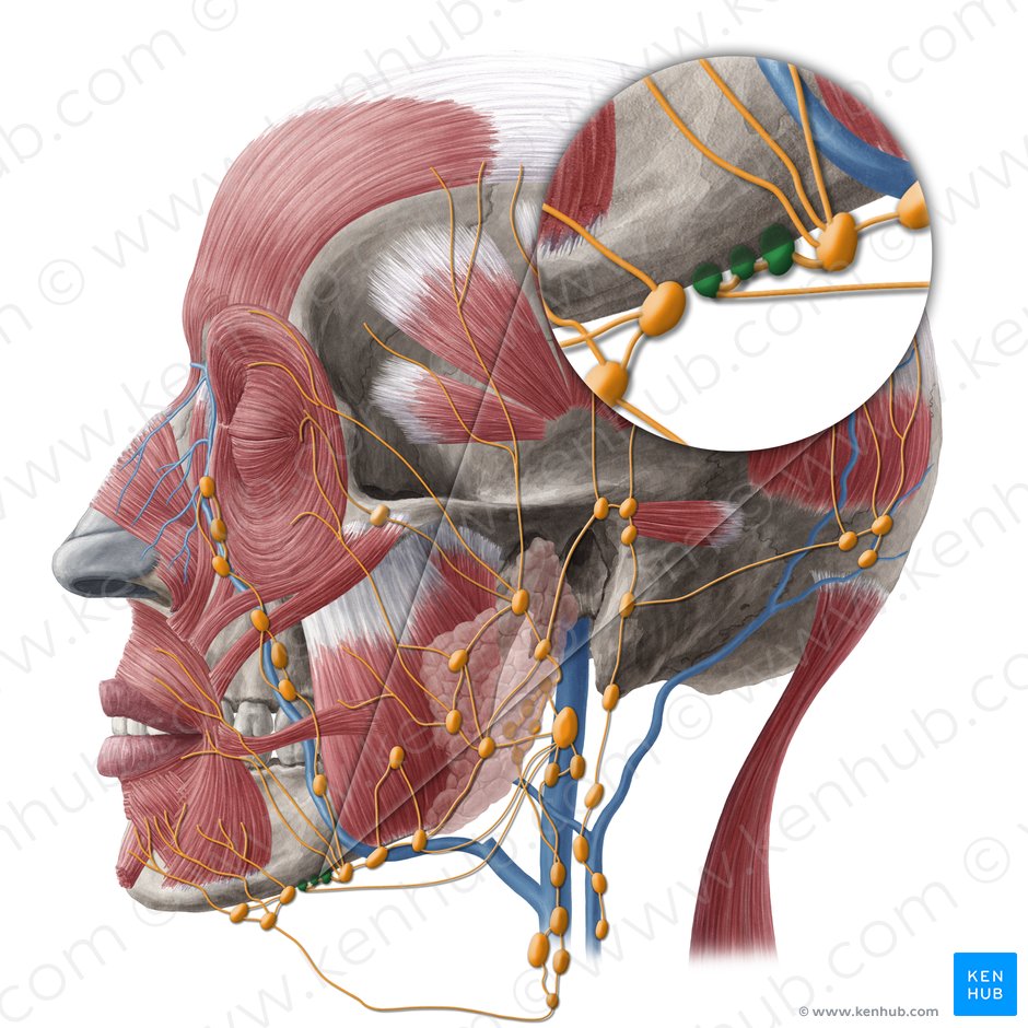 Lingual lymph nodes (Nodi lymphoidei linguales); Image: Yousun Koh