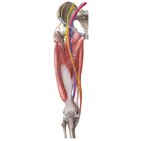 Artérias, veias e nervos dos membros inferiores