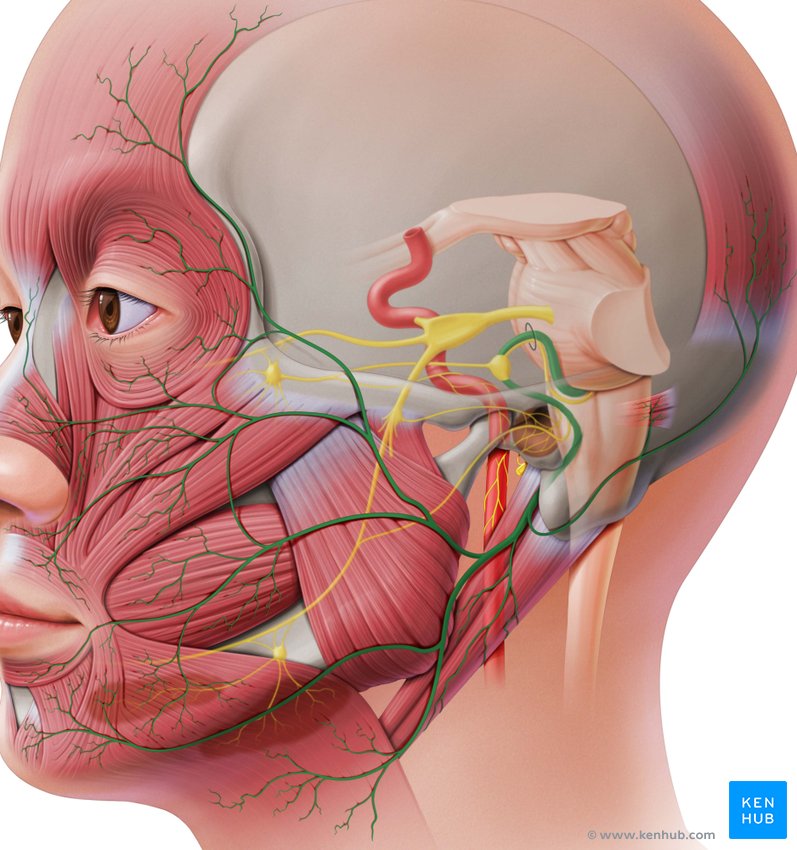 Facial nerve - lateral-left view