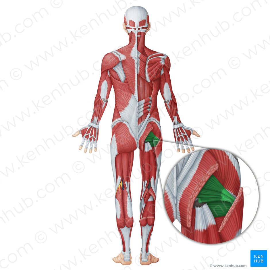 Músculos internos do quadril (Musculi interni coxae); Imagem: Irina Münstermann