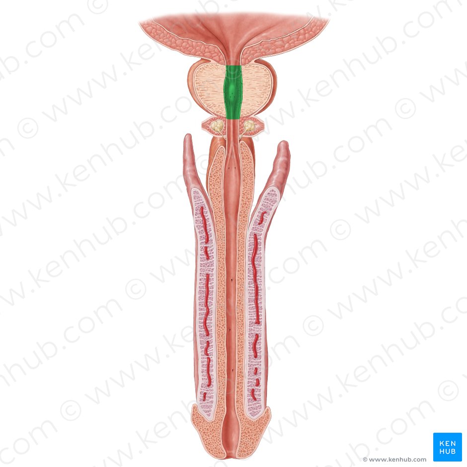 Prostatic part of urethra (Pars prostatica urethrae); Image: Samantha Zimmerman