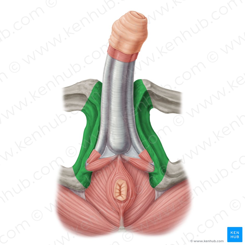Inferior pubic ramus (Ramus inferior ossis pubis); Image: Samantha Zimmerman