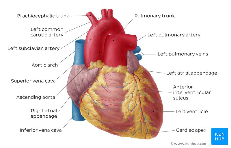 Diagrams Quizzes And Worksheets Of The Heart Kenhub