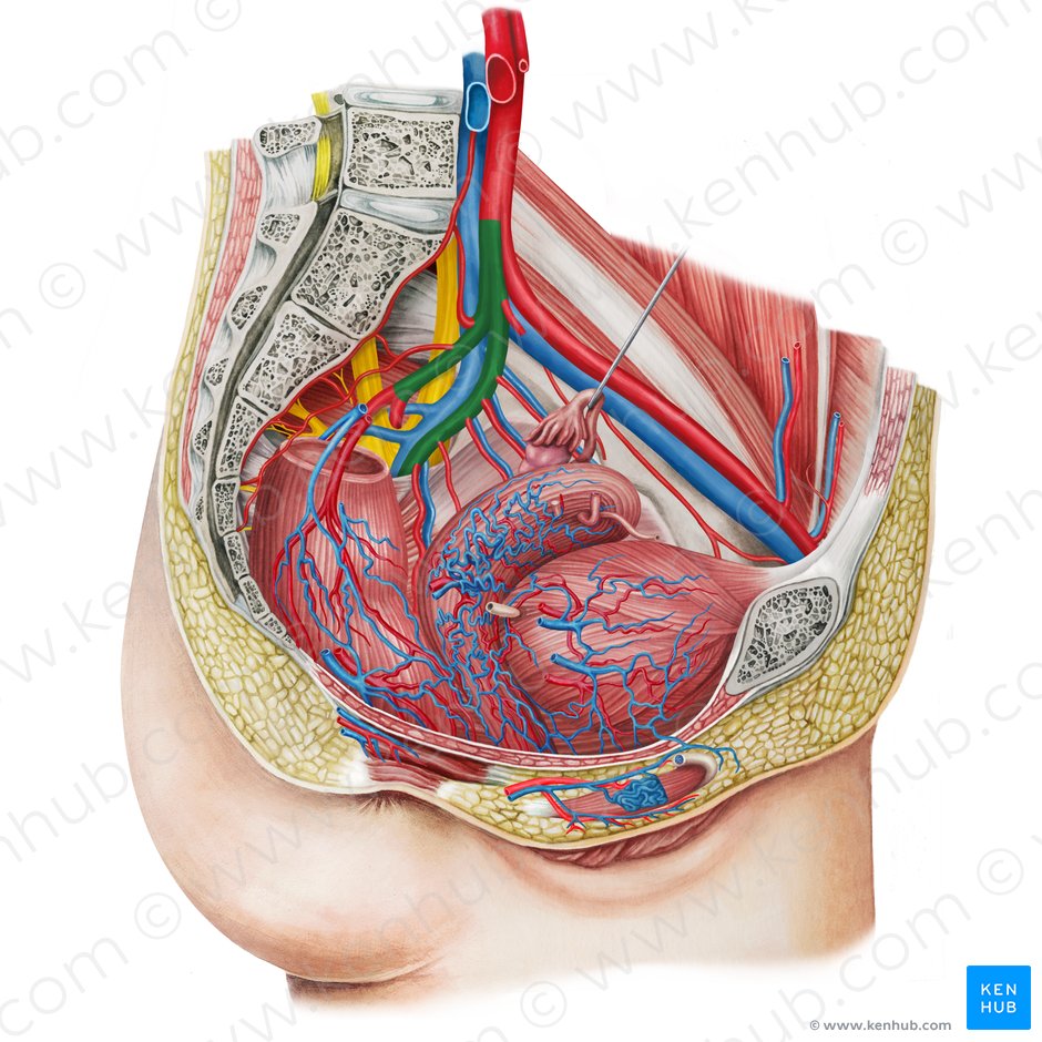 Left internal iliac artery (Arteria iliaca interna sinistra); Image: Irina Münstermann