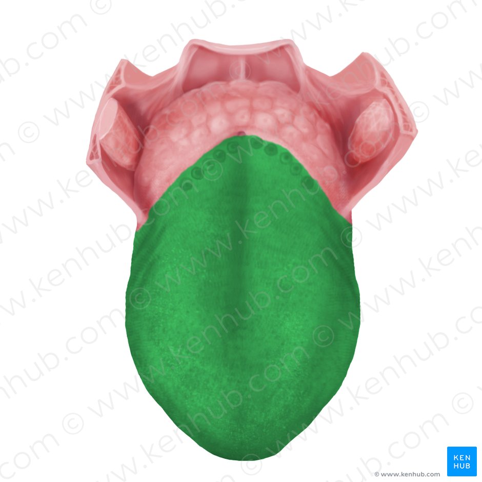 Body of tongue (Corpus linguae); Image: Begoña Rodriguez