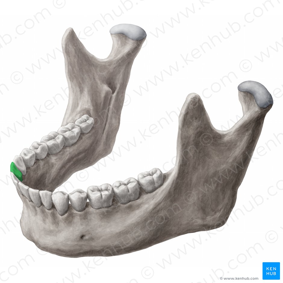 Mandibular right lateral incisor tooth (Dens incisivus lateralis dexter mandibularis); Image: 