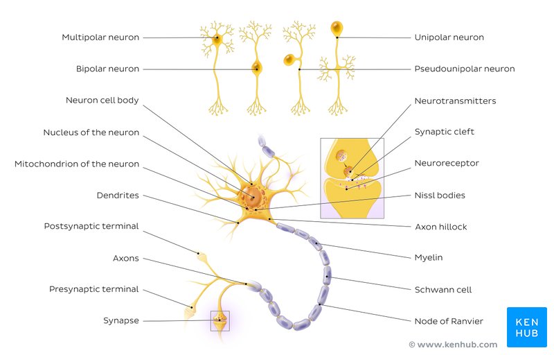 Types of neurons and synapse (diagram)