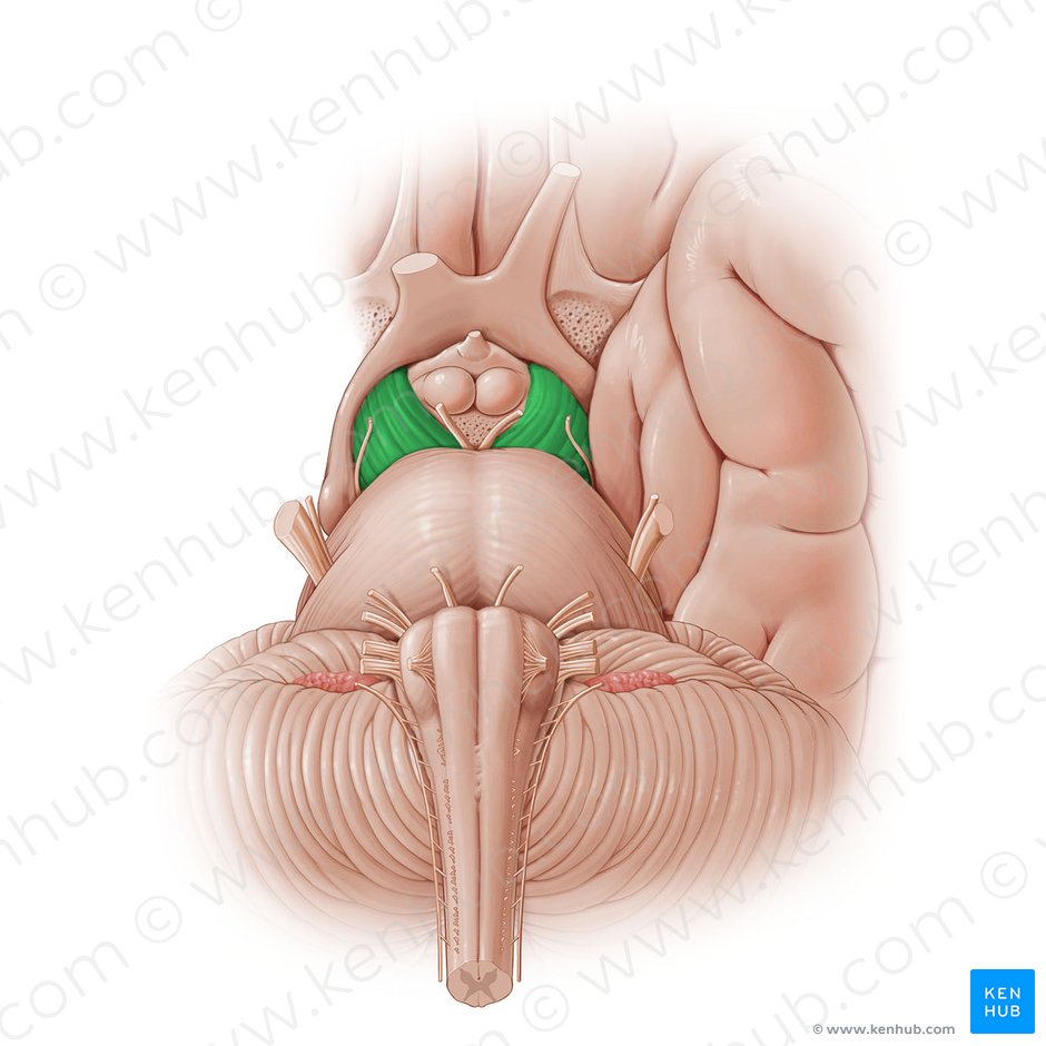 Cerebral peduncle (Pedunculus cerebri); Image: Paul Kim