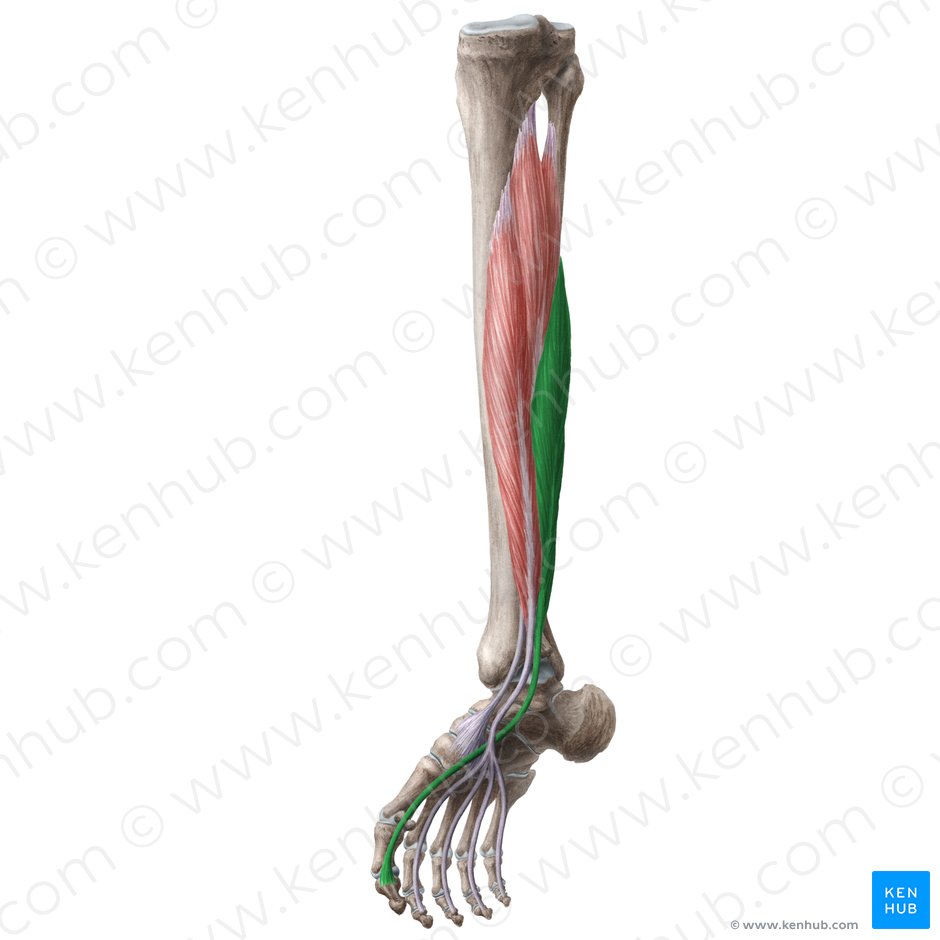 Musculus flexor hallucis longus (Langer Großzehenbeuger); Bild: Liene Znotina