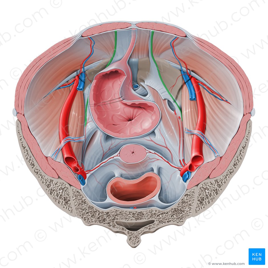 Ligamento umbilical medial (Ligamentum umbilicale mediale); Imagem: Paul Kim