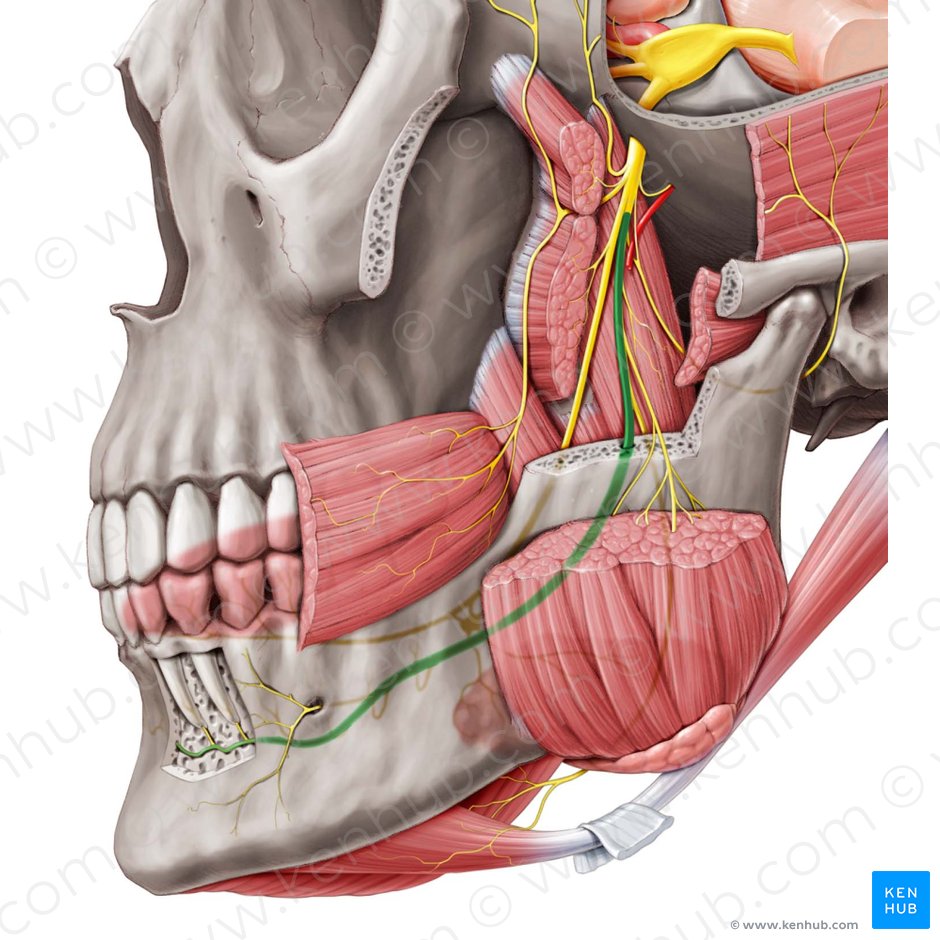 Inferior alveolar nerve (Nervus alveolaris inferior); Image: Paul Kim
