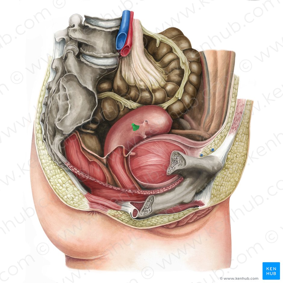 Ligamento propio del ovario (Ligamentum proprium ovarii); Imagen: Irina Münstermann