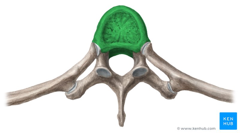 Body of thoracic vertebra (green) - cranial view
