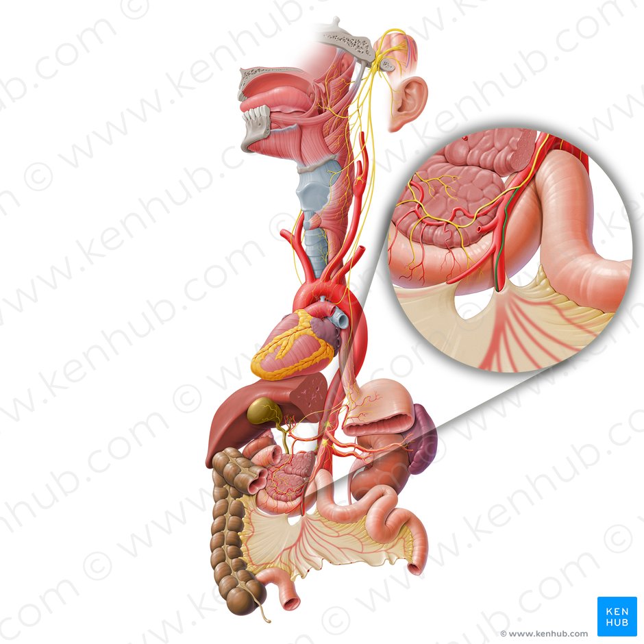 Ramo intestinal del nervio vago (Ramus intestinalis nervi vagi); Imagen: Paul Kim
