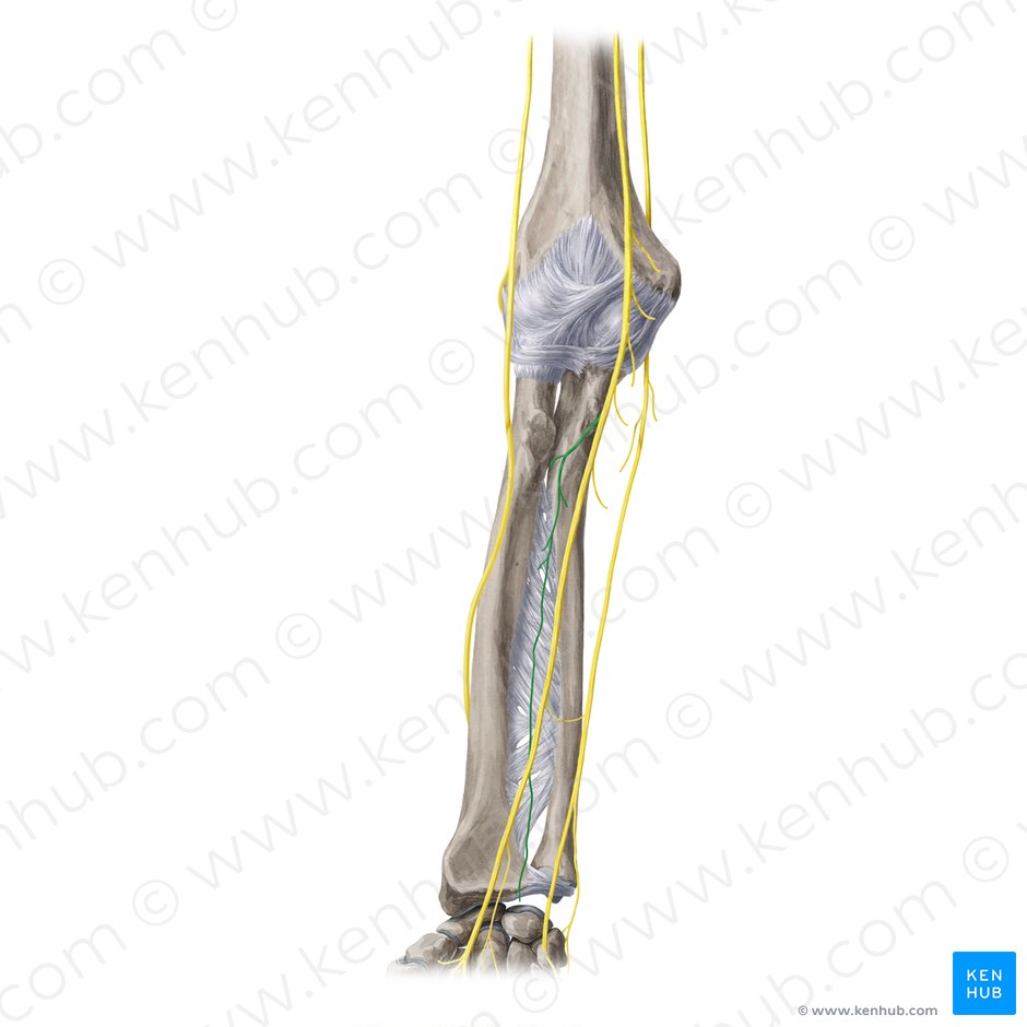 Anterior interosseous nerve (Nervus interosseous anterior); Image: Yousun Koh
