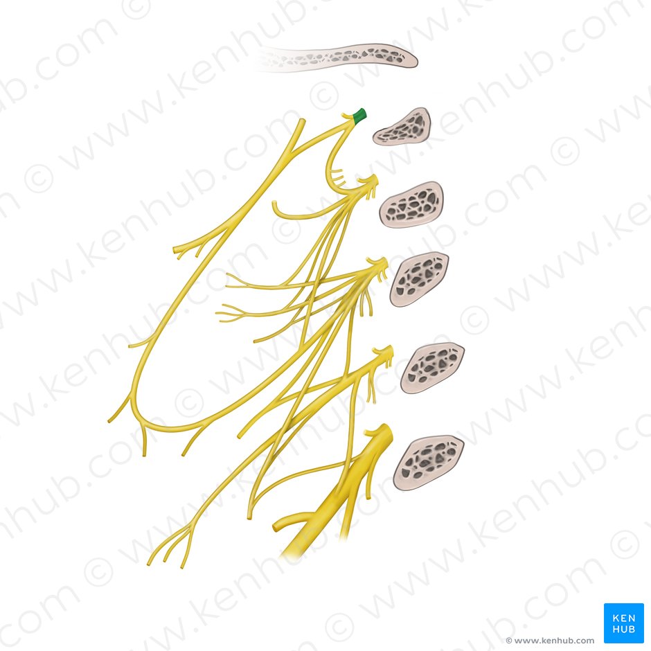 Nervio espinal C1 (Nervus spinalis C1); Imagen: Begoña Rodriguez
