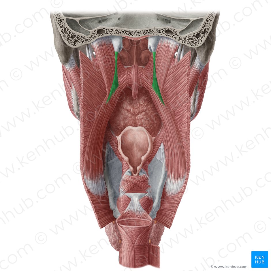 Músculo salpingofaríngeo (Musculus salpingopharyngeus); Imagem: Yousun Koh