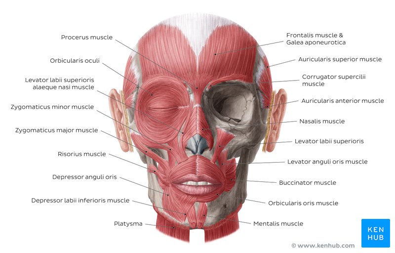 Overview diagram of the muscles of the face