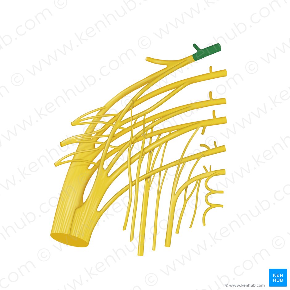 Nervus spinalis L4 (Spinalnerv L4); Bild: Begoña Rodriguez