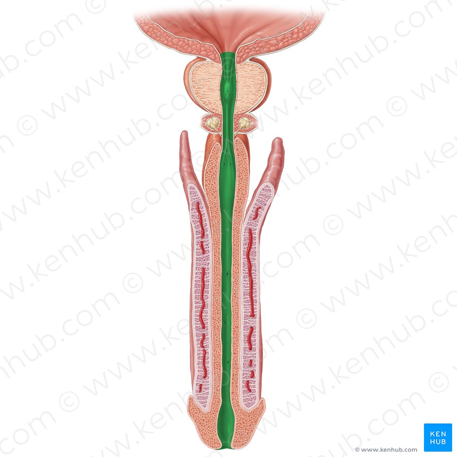 Male urethra (Urethra masculina); Image: Samantha Zimmerman