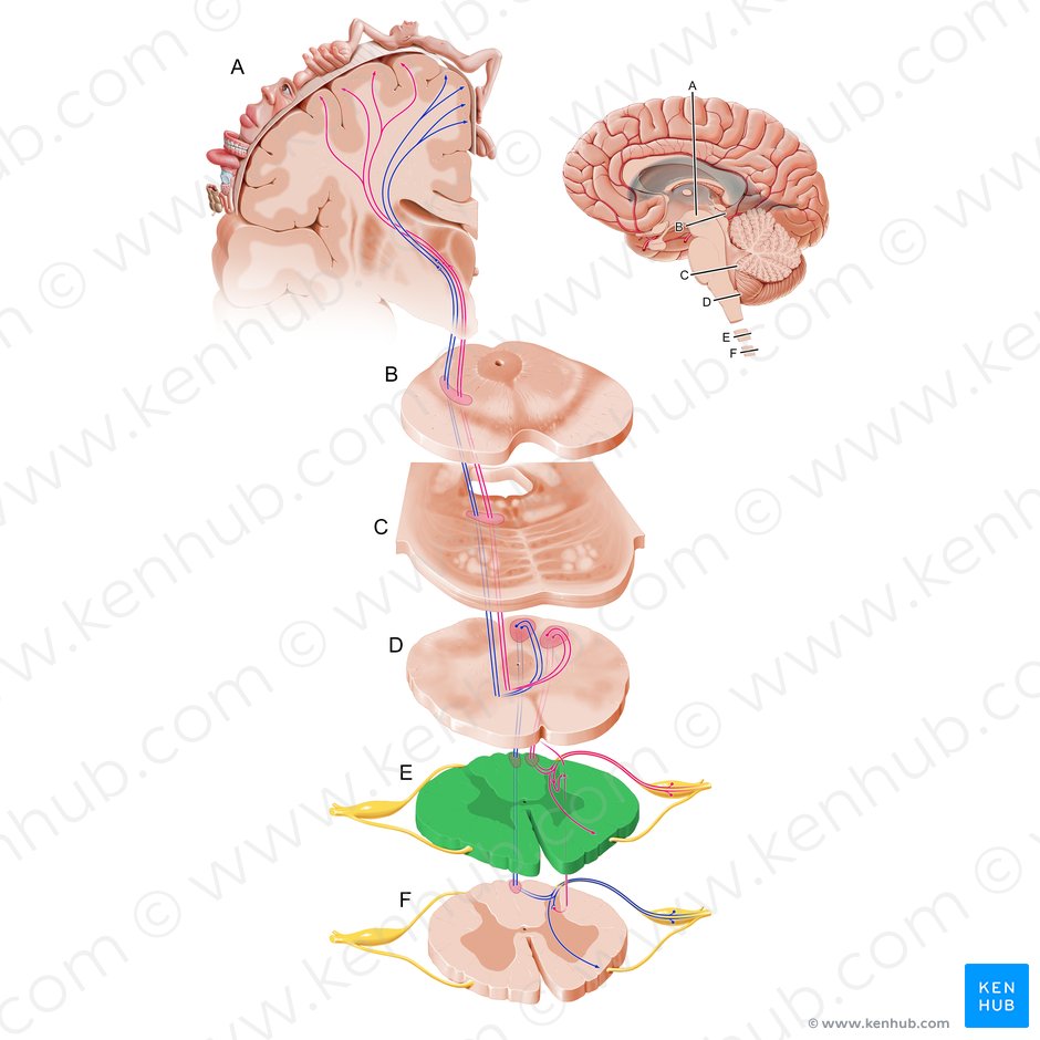 Cervical part of spinal cord (Pars cervicalis medullae spinalis); Image: Paul Kim