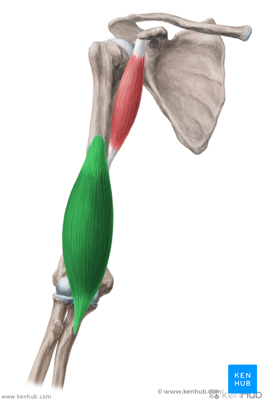 Brachialis muscle - Anatomy, Supply and Pathology | Kenhub