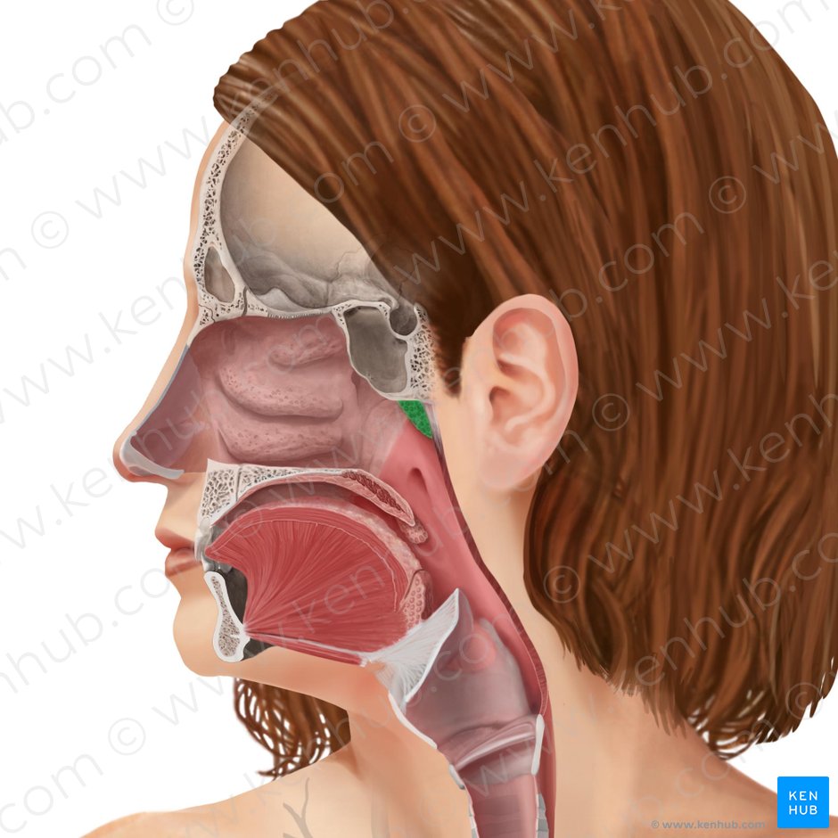 Pharyngeal tonsil (Tonsilla pharyngea); Image: Begoña Rodriguez