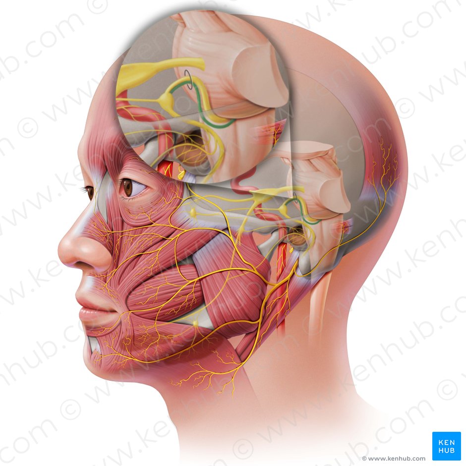 Radix sensoria nervi facialis (Sensible Wurzel des Gesichtsnervs); Bild: Paul Kim