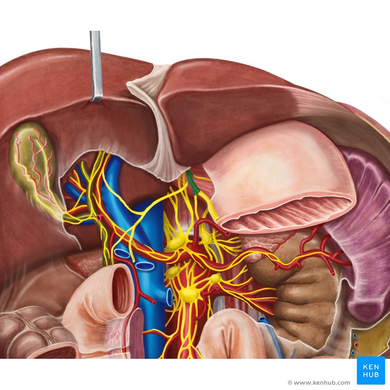 Liver and gallbladder: Anatomy, location and functions | Kenhub