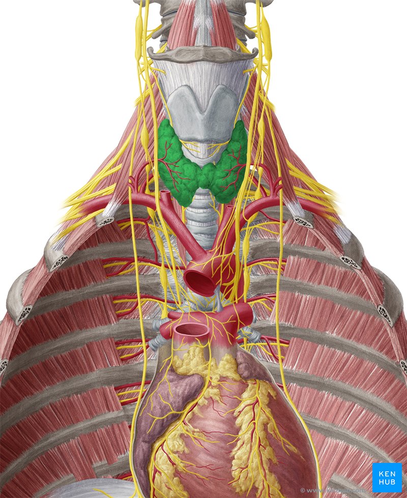 Thyroid gland: Anatomy, functions and hormones | Kenhub