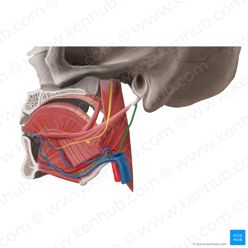Hypoglossal nerve (Nervus hypoglossus); Image: Begoña Rodriguez