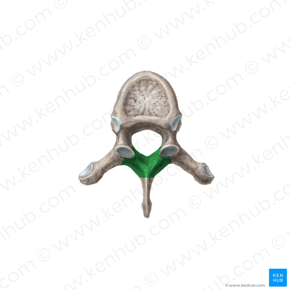 Lâmina do arco vertebral (Lamina arcus vertebrae); Imagem: Liene Znotina