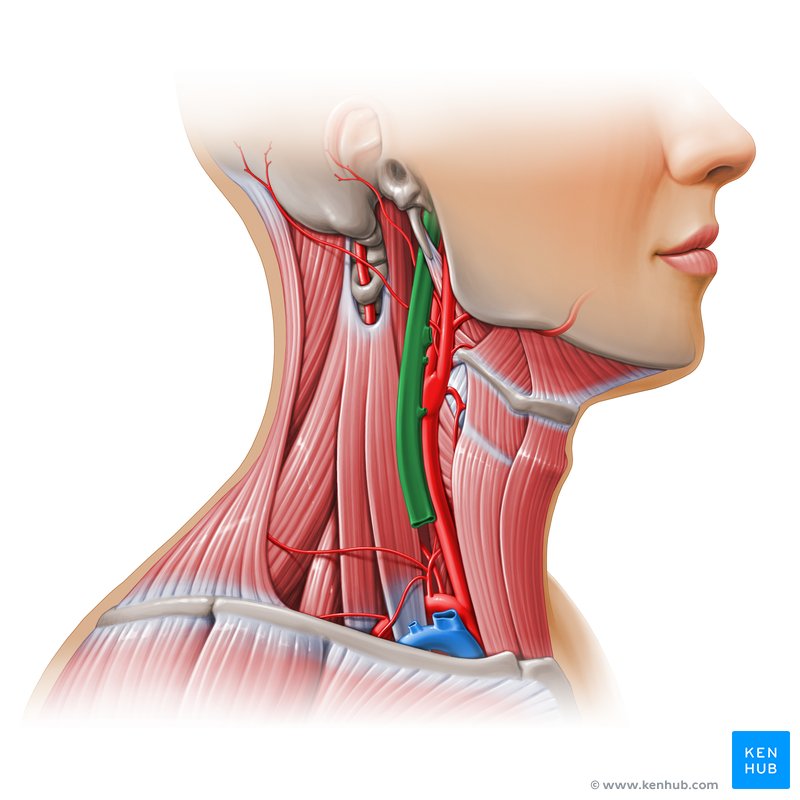 Internal jugular vein (green) and carotid artery - lateral-right view