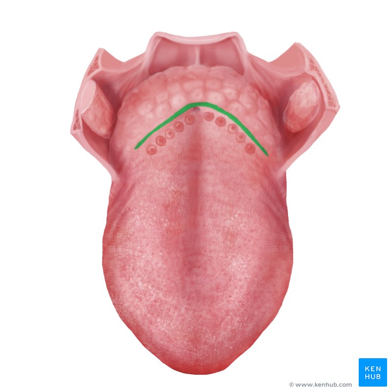 Terminal sulcus of tongue (Sulcus terminalis linguae) | Kenhub