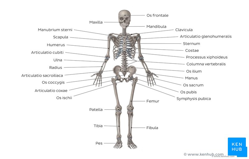 Musculoskeletal system: Anatomy and diagram | Kenhub