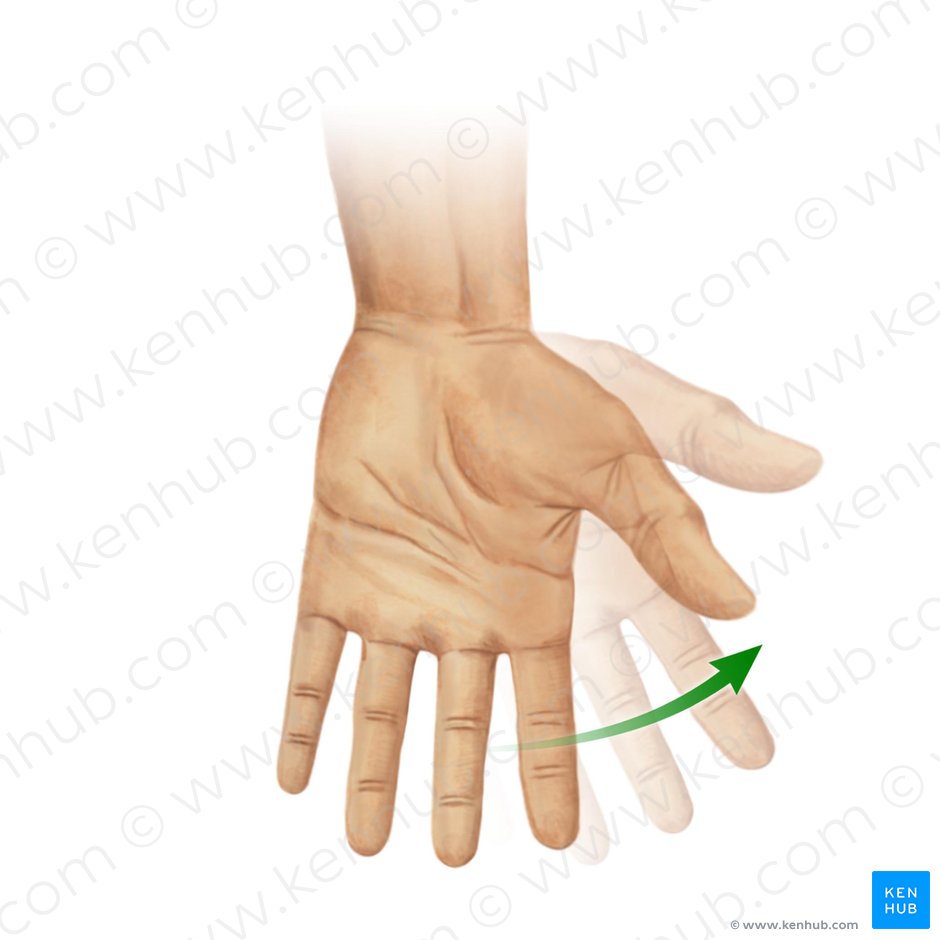 Flexão radial da mão (Flexio radialis manus); Imagem: Paul Kim