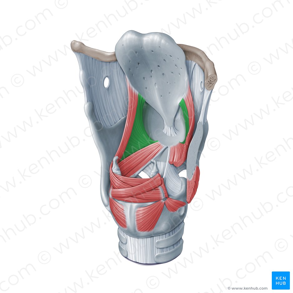 Musculus thyroepiglotticus (Schildknorpel-Kehldeckel-Muskel); Bild: Paul Kim