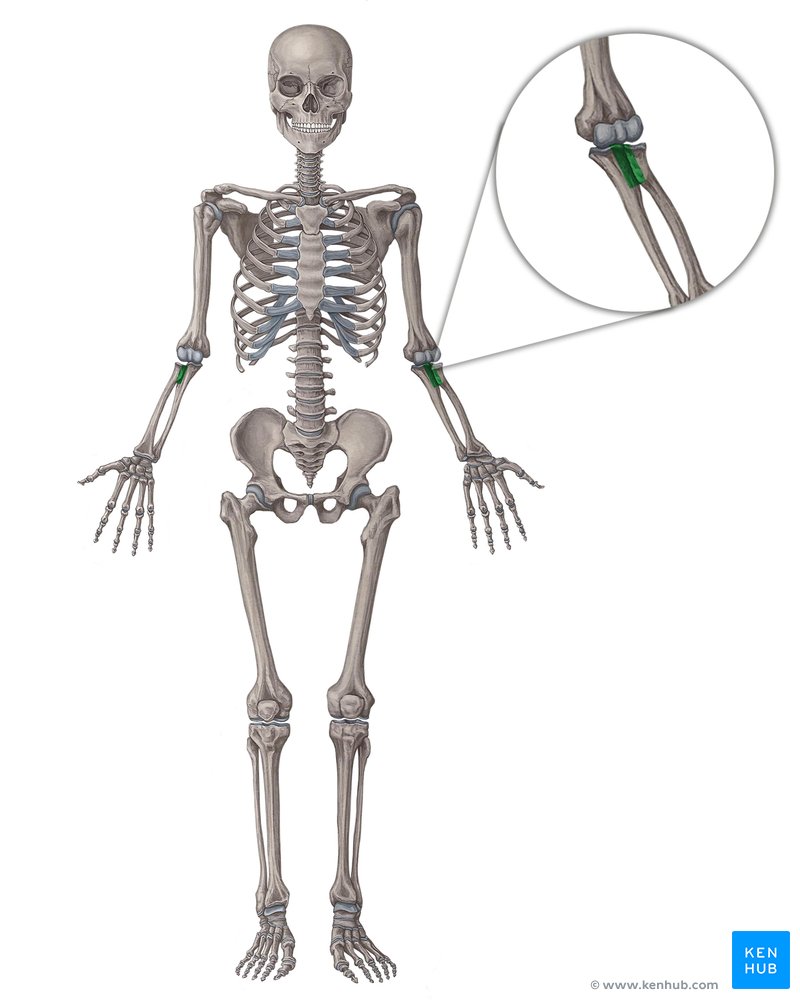 middle radioulnar joint is an example of osteoartroza tratamentului articulației încheietura mâinii drepte